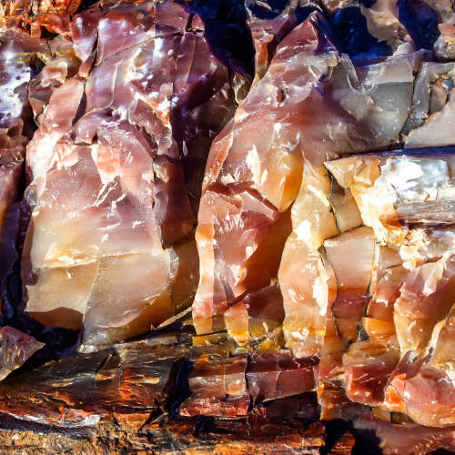 Petrified Wood